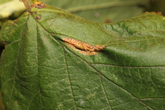 Phyllonorycter nicellii