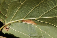 Phyllonorycter nicellii