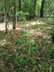 Pleurospermum austriacum