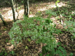 Pleurospermum austriacum