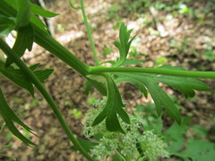 Pleurospermum austriacum
