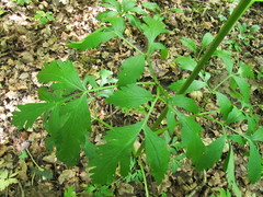 Pleurospermum austriacum