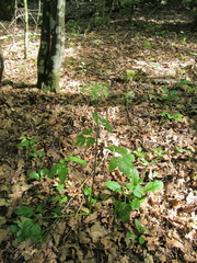 Pleurospermum austriacum