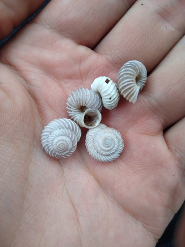 Costate Mountainsnail