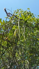 Plectaneia