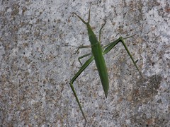 Acrida willemsei