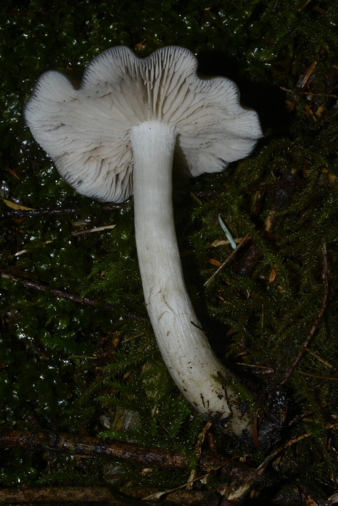 Entoloma sp. 'lupinum-PNW04'