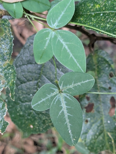 Desmodium sandwicense iNat (2)