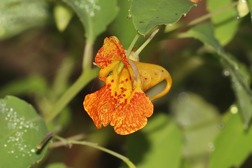 common jewelweed
