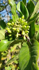 Rauvolfia