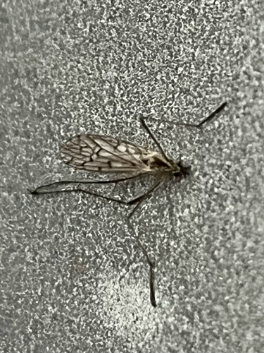 Unknown species found near Jackson County, US-MO, US