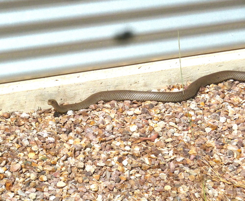 Eastern Brown Snake sighting