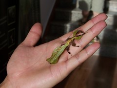 Pulchriphyllium sinense