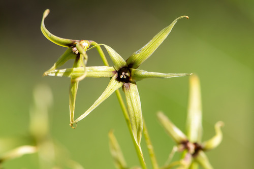 Gilliesia atropurpurea, photograph 4