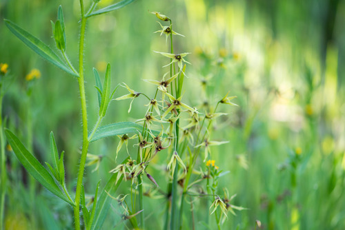 Gilliesia atropurpurea, photograph 3