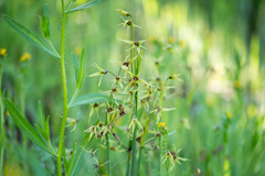 Gilliesia atropurpurea, photograph Nicolás Villaseca Merino, CC BY-SA, iNaturalist via GBIF
