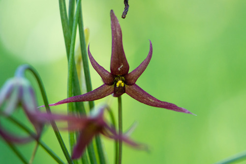 Gilliesia atropurpurea, photograph 1