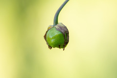 Gilliesia atropurpurea, photograph Nicolás Villaseca Merino, CC BY-SA, iNaturalist via GBIF