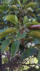 Dilleniaceae