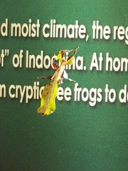 Pulchriphyllium sinense