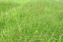 Carex disticha