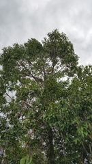 Cryptocarya