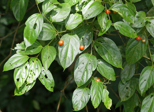 Cordia collococca - Whole tree