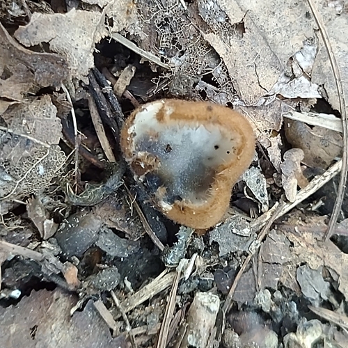 Humaria hemisphaerica