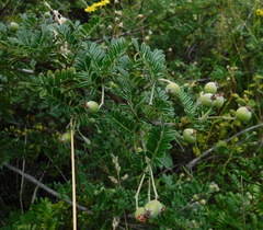 Osteomeles anthyllidifolia
