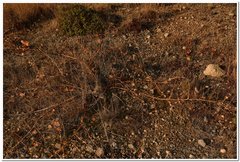 Capparis spinosa herbacea