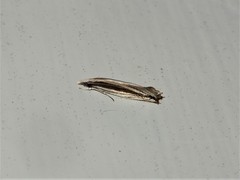 Erechthias stilbella