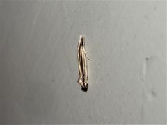 Erechthias stilbella