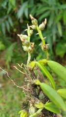 Bulbophyllum humblotii image