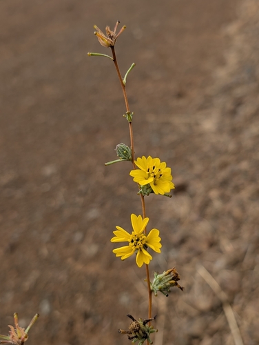 Oregon western rosinweed (Calycadenia truncata)