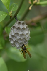 Polistes associus
