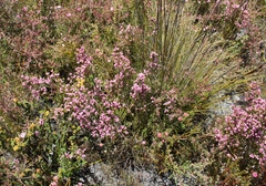 Erica palliiflora