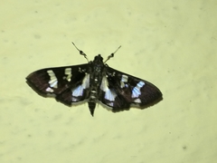 Desmia bajulalis