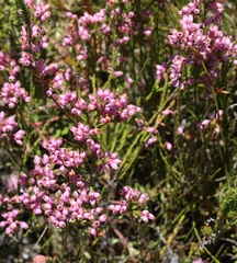 Erica palliiflora