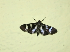 Desmia bajulalis