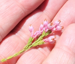 Erica palliiflora
