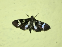 Desmia bajulalis