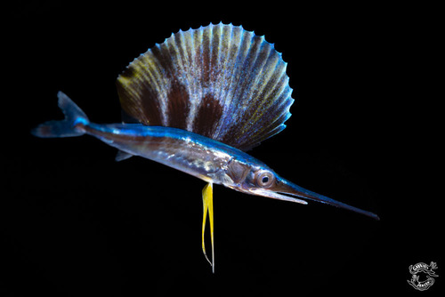 Bayonet fish (Istiophorus platypterus) — Istiophoridae — 5