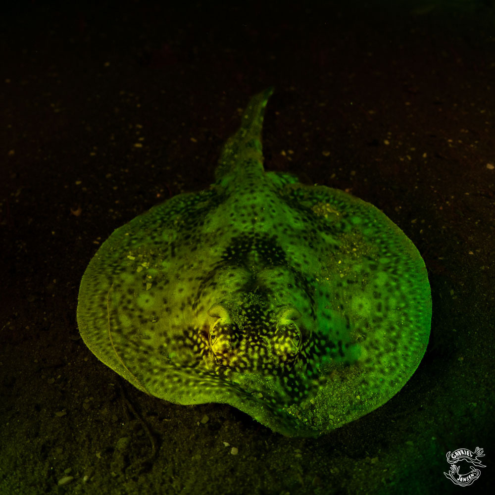 Maid (Urobatis jamaicensis) — Urotrygonidae