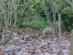 Sciurus carolinensis