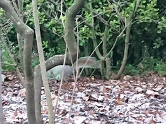 Sciurus carolinensis