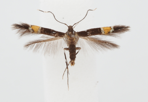 Beautiful Cosmopterix Moth