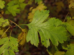Crataegus monogyna