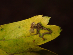 Stigmella oxyacanthella