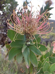 Leucospermum × hybridum