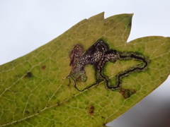 Stigmella oxyacanthella